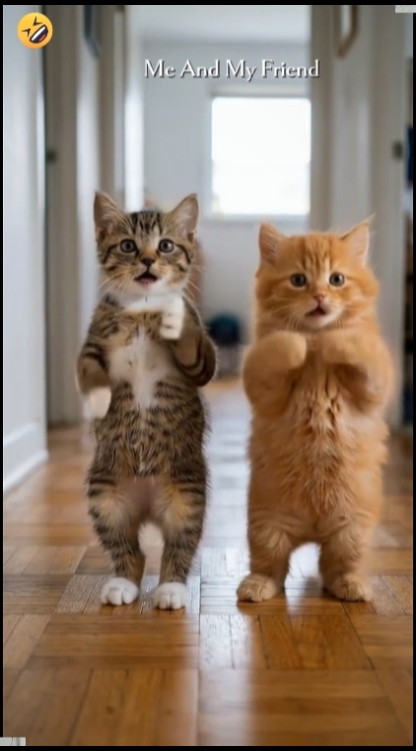 Dance Cat Trend
