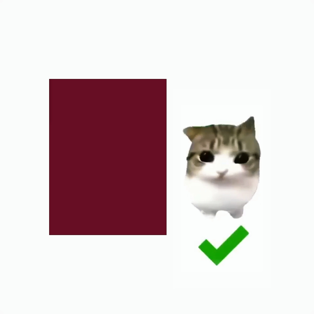 댐 댐 디 디 고양이