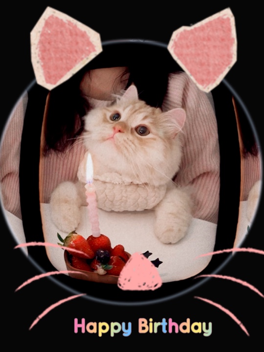 Happy Birthday Cat