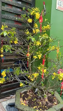 Phố Hoa