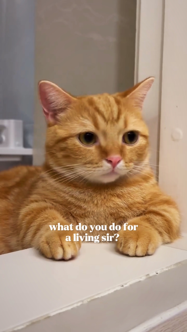 yaşayan kedi 
