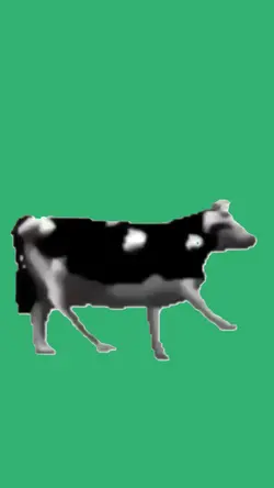 polished cow
