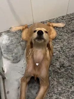 Cachorro 🤍