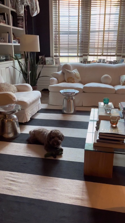 Perrito sentado