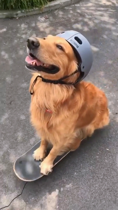 내 개.