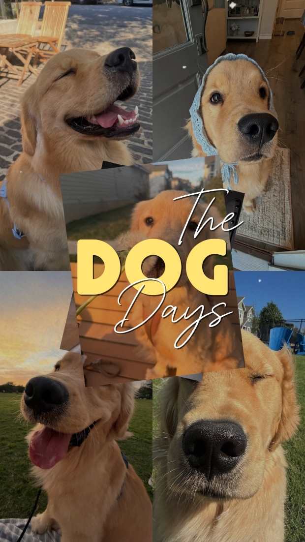 DIE HUNDETAGE