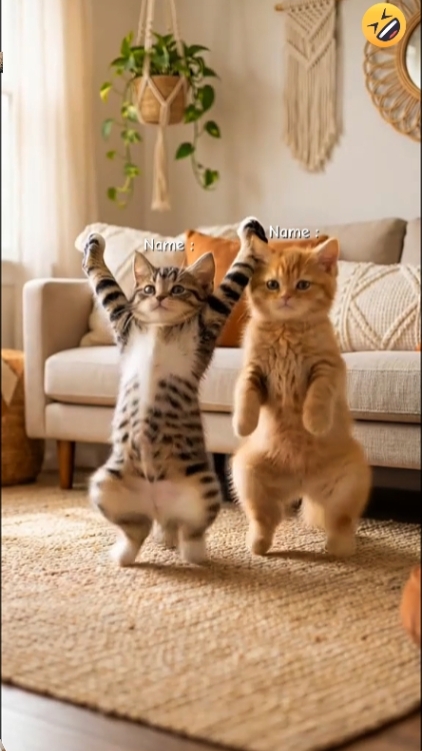Tendencia del gato de baile