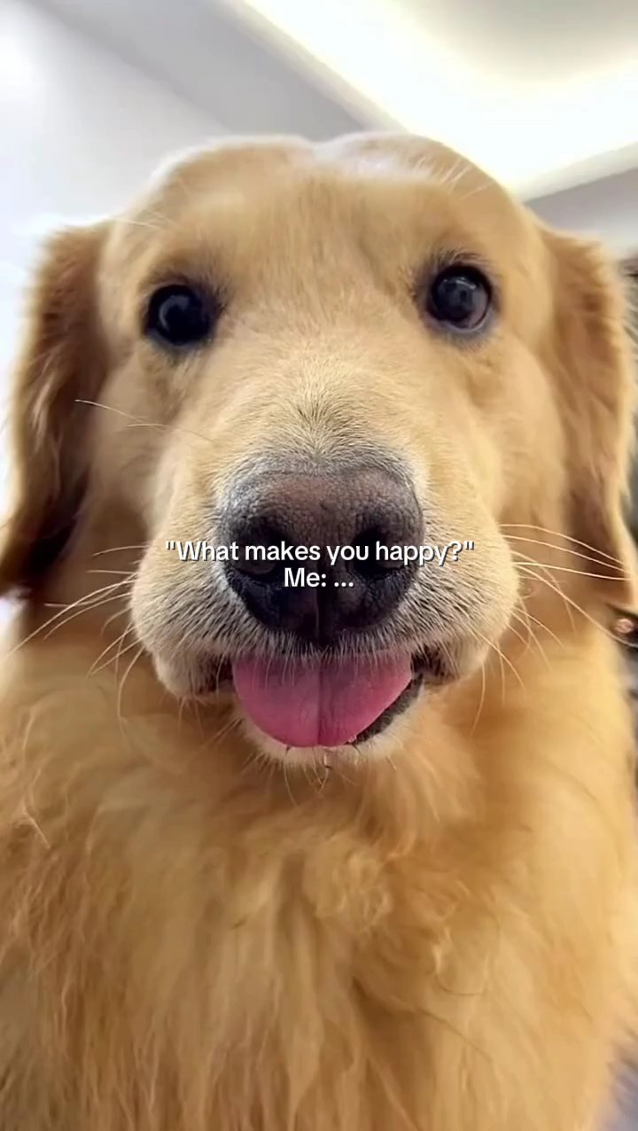 Ang cute ng animal vibes