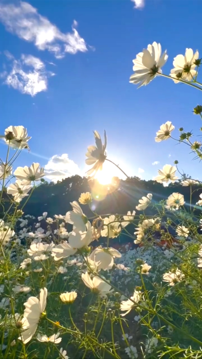 Flores