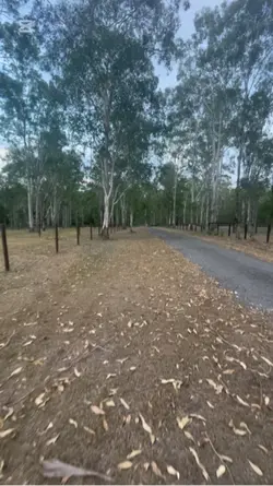 Wheelies