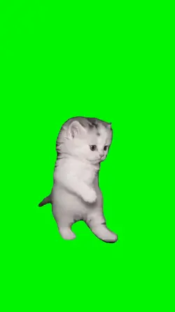 cat walk