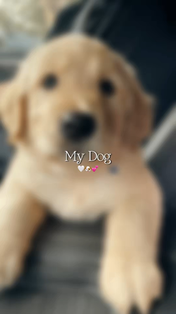 My dog 