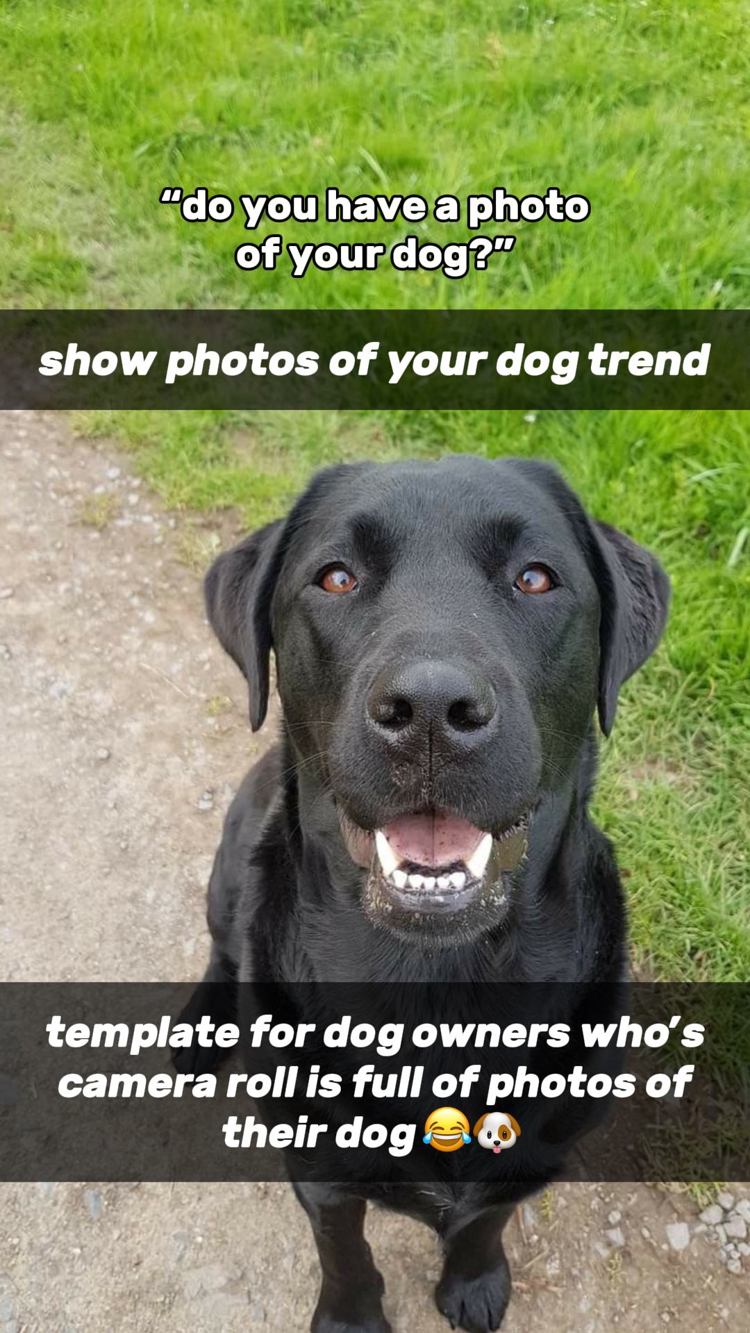 Foto von Ihrem Hund 🐶 