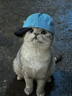 Cool ming ming 