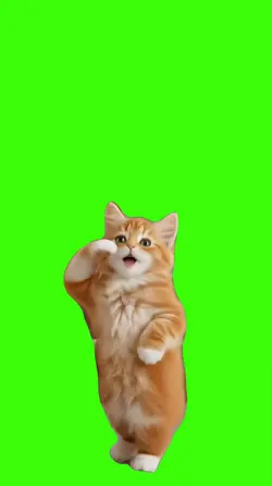 Cat/Gato.