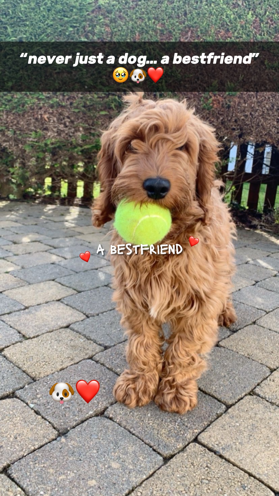 a bestfriend 🐶❤️