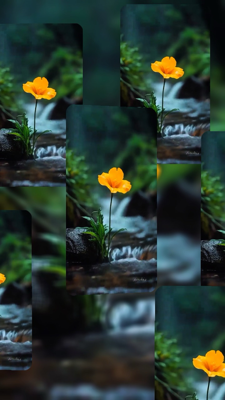 Beautiful Flowers 
