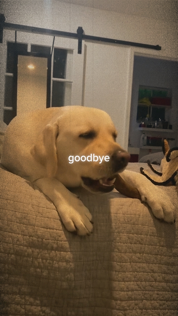 My dog memories