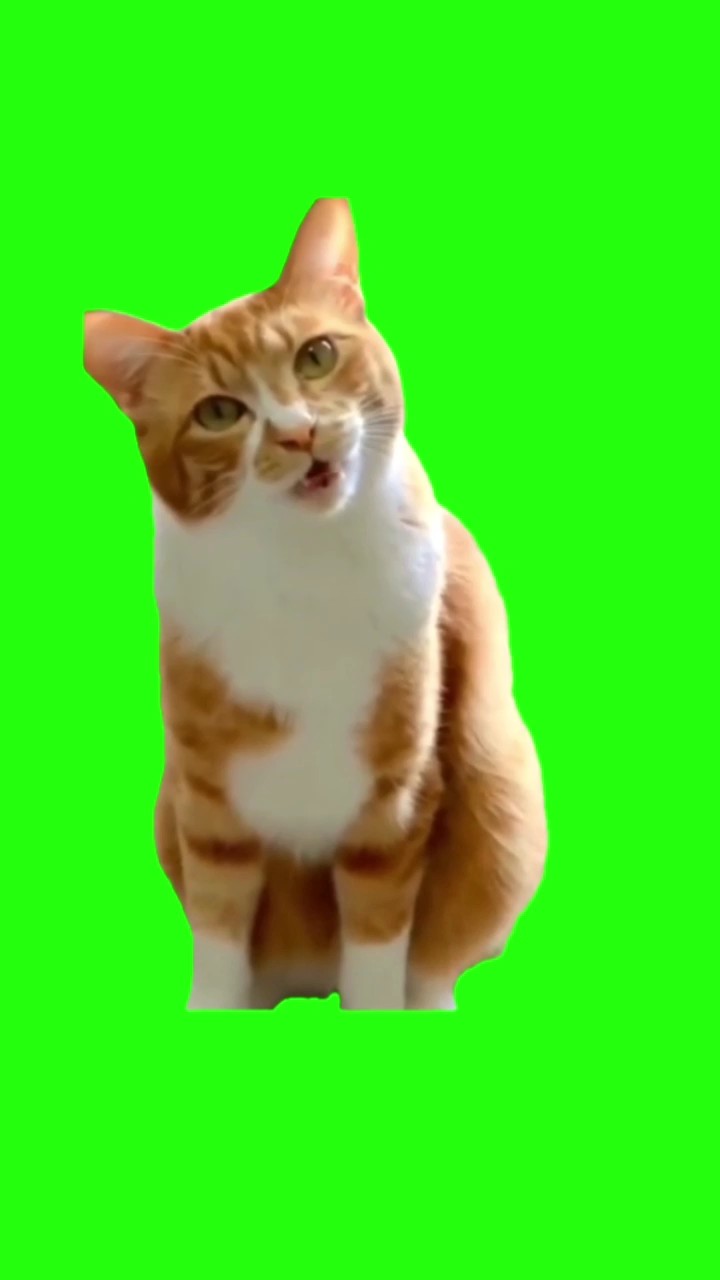 PANTALLA VERDE DE MEME DE GATO