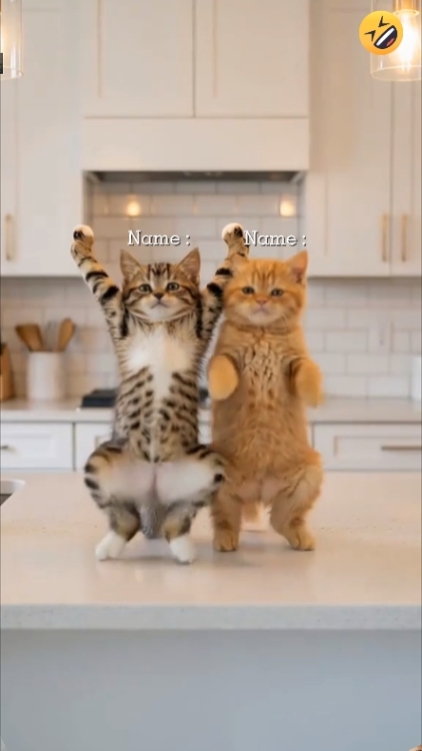 Gato fofo, 