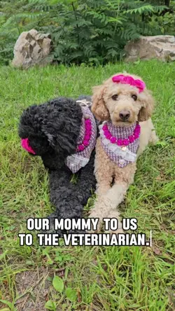 funny dog Joke 
