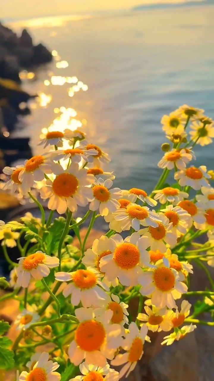 Aesthetic Flowers