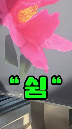 동백들을 보면서 싐을 생각한다