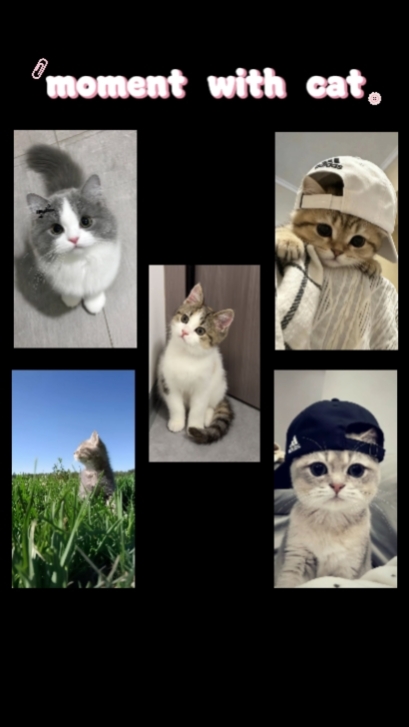 best moment cat