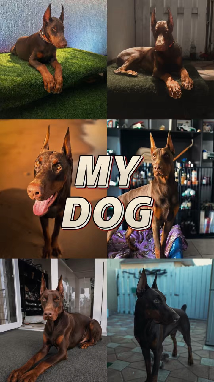 Köpek dökümü fotoğrafı