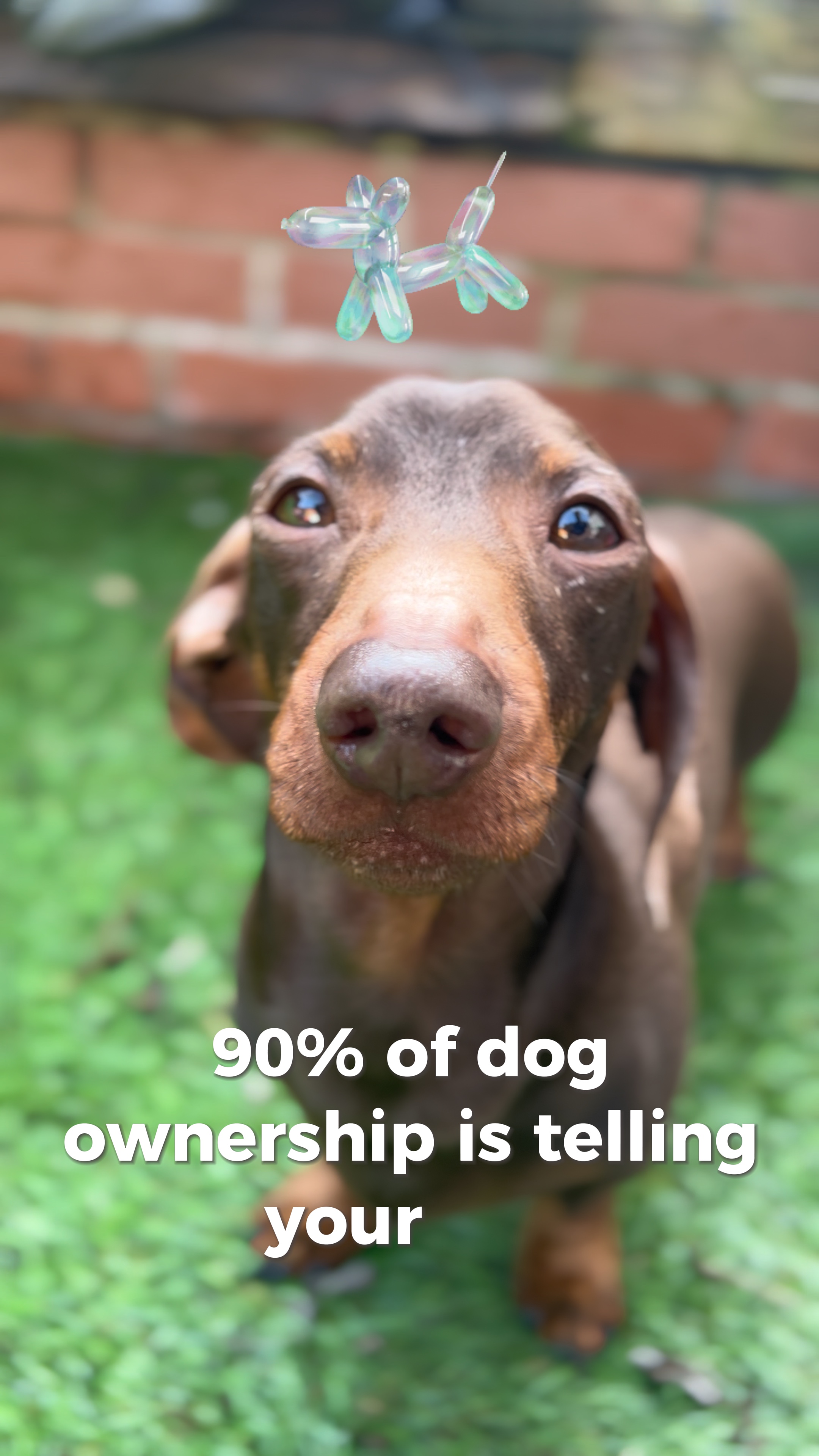 90% de la propiedad del perro