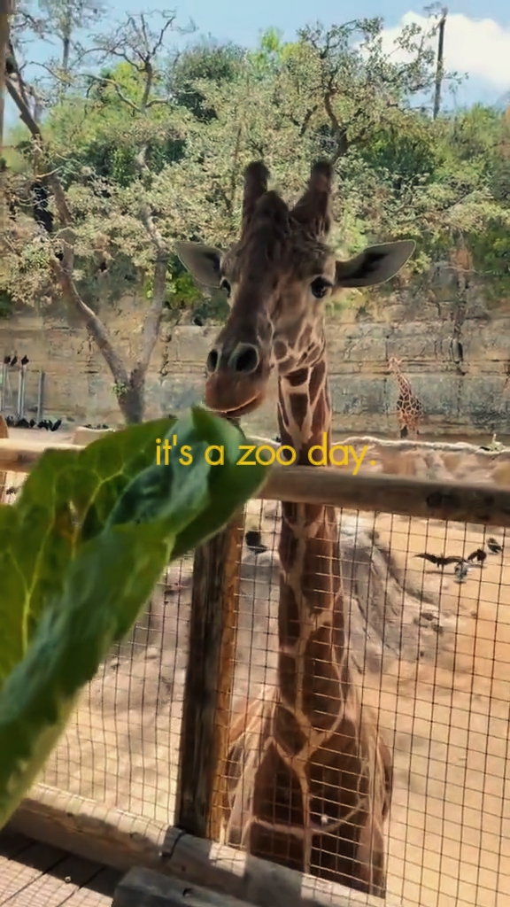 zoo day