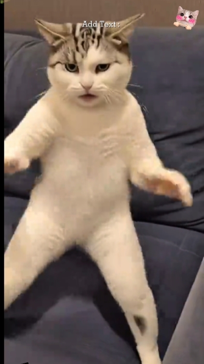 Funny Cat. 