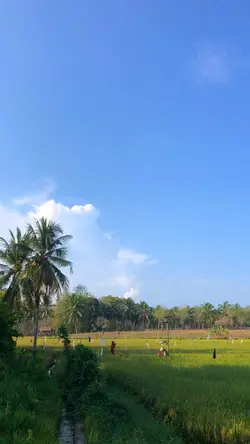 view disawah