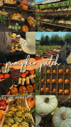 pumpkin patch