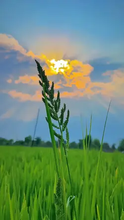 nature aeathetic