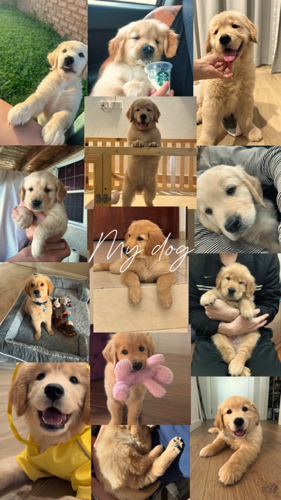 My pets 