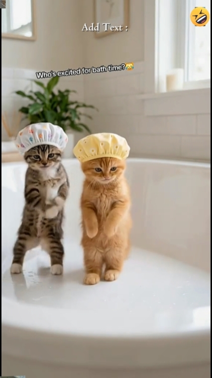 Gato fofo