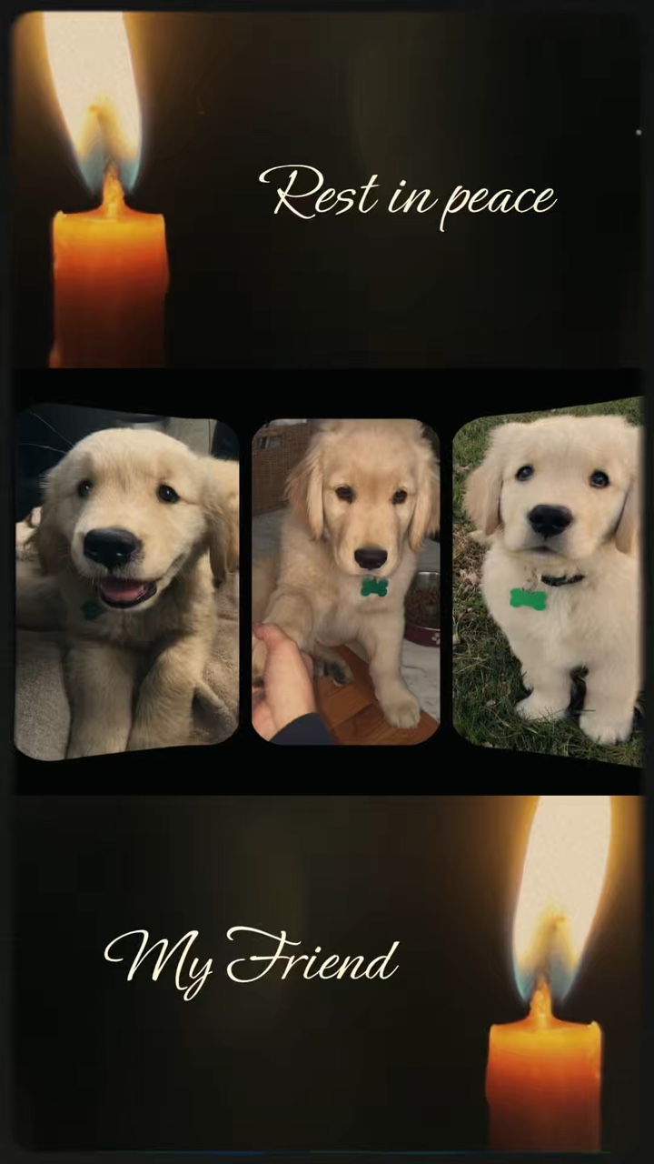 Dog RIP
