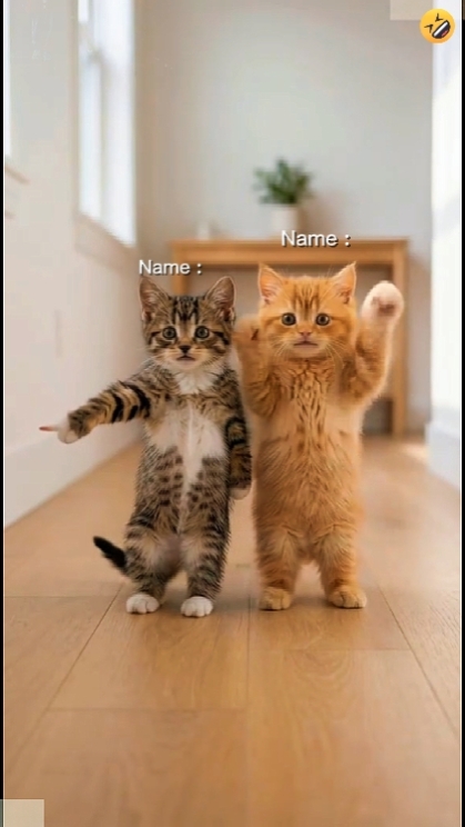 Dance Cat