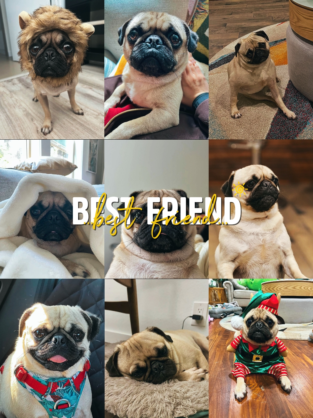 BESTER FREUND