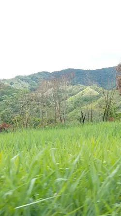 tchau 2025