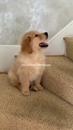 My dog My therapy 
