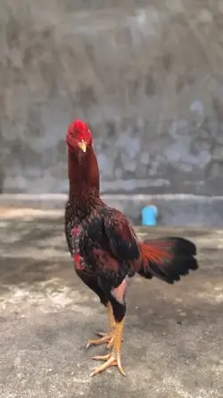 ayam tiktok