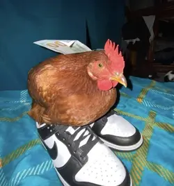 chicken