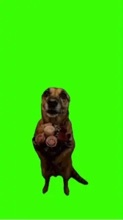 Dog/Cachorro 