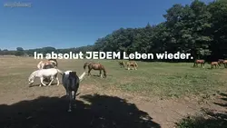 Pferde