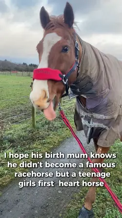 My heart horse❤️
