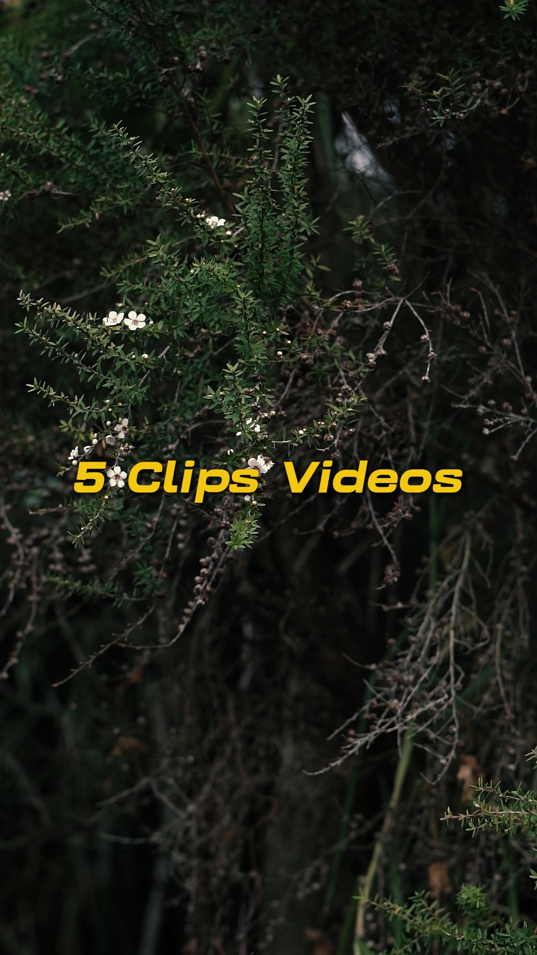Cinematic 5 Videos