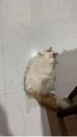 Kucing sebel 