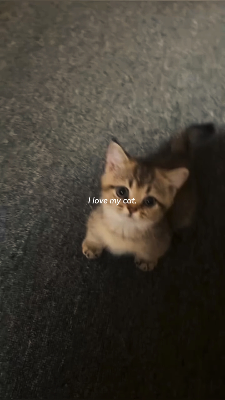 Saya mencintai kucing saya 